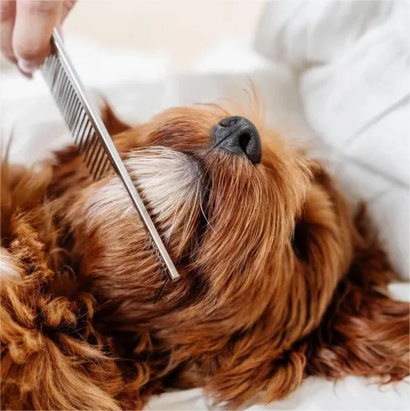 Everyday Dog Comb - 7-Inch, Stainless Steel