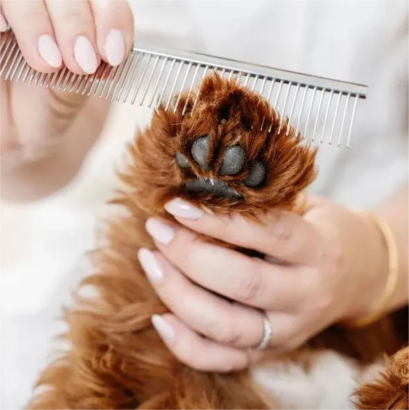 Everyday Dog Comb - 7-Inch, Stainless Steel