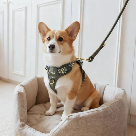 Non-Pull Dog Harness